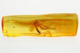 Detailed Fossil Fungus Gnat (Mycetophilidae) In Baltic Amber #357866-1